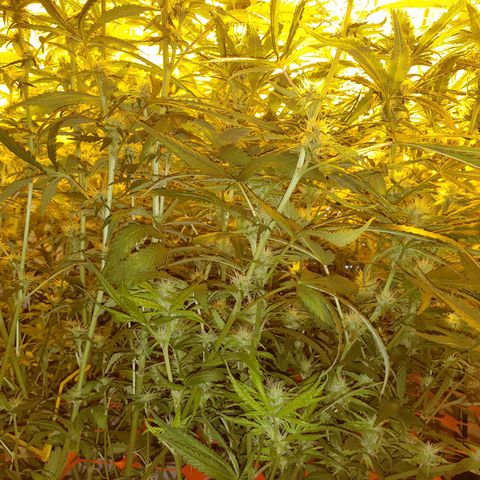 Berry AK growlog timeline photo