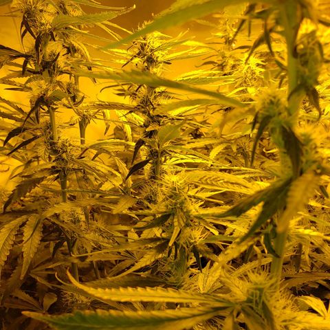 Berry AK growlog timeline photo