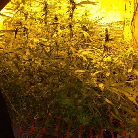 Berry AK growlog timeline photo