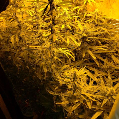 Berry AK growlog timeline photo