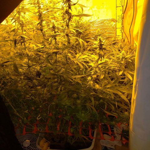 Berry AK growlog timeline photo