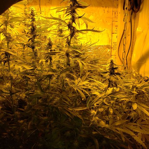 Berry AK growlog timeline photo