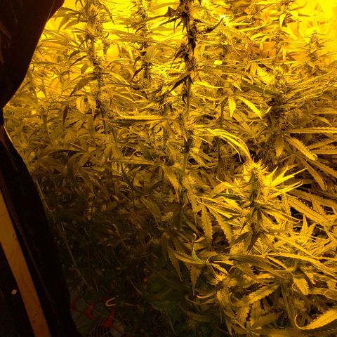 Berry AK growlog timeline photo