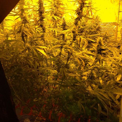 Berry AK growlog timeline photo