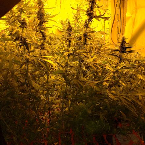 Berry AK growlog timeline photo