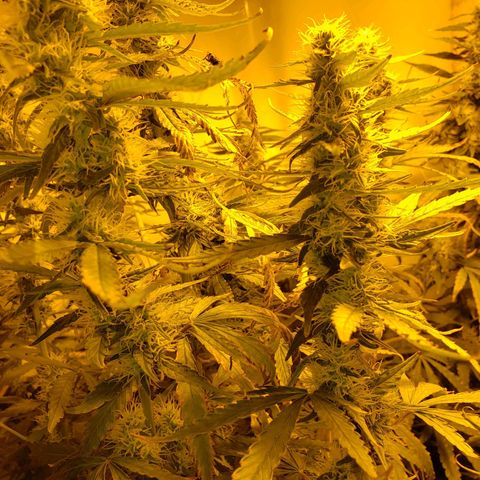 Berry AK growlog timeline photo