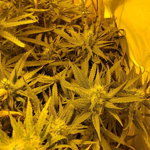 Berry AK growlog timeline photo