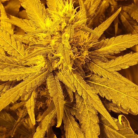 Berry AK growlog timeline photo