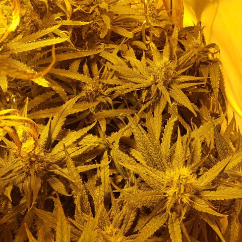 Berry AK growlog timeline photo