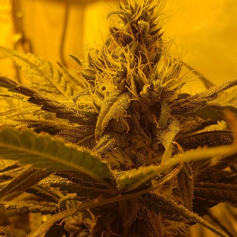 Berry AK growlog timeline photo
