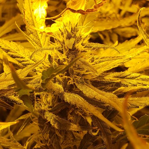 Berry AK growlog timeline photo