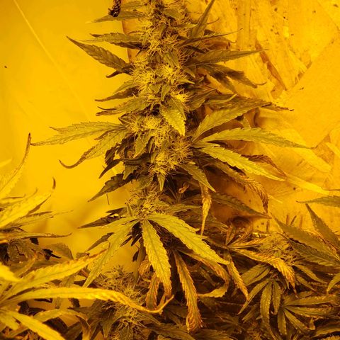 Berry AK growlog timeline photo