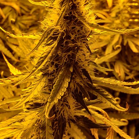 Berry AK growlog timeline photo