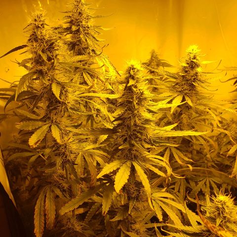 Berry AK growlog timeline photo