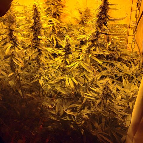 Berry AK growlog timeline photo