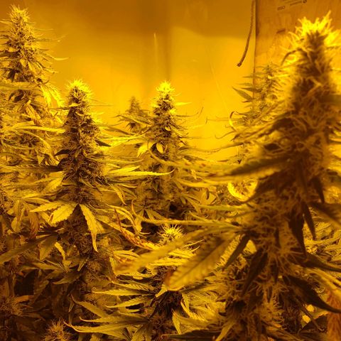 Berry AK growlog timeline photo