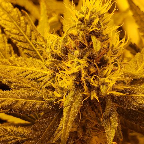 Berry AK growlog timeline photo