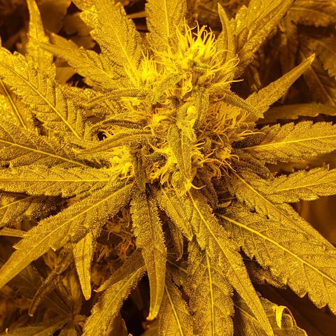 Berry AK growlog timeline photo