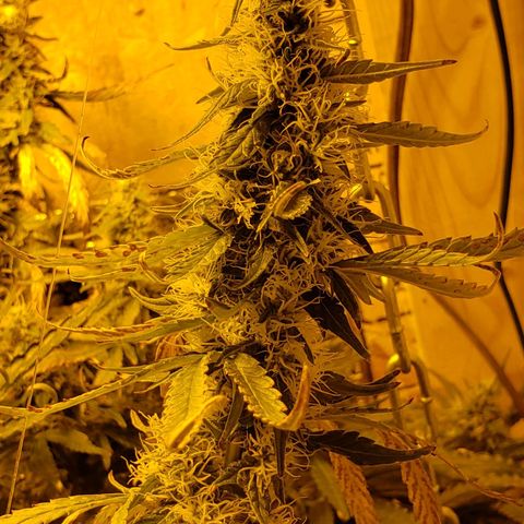 Berry AK growlog timeline photo