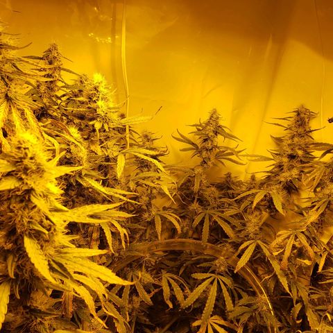 Berry AK growlog timeline photo