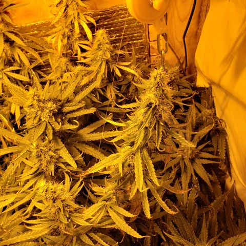 Berry AK growlog timeline photo
