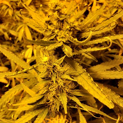 Berry AK growlog timeline photo