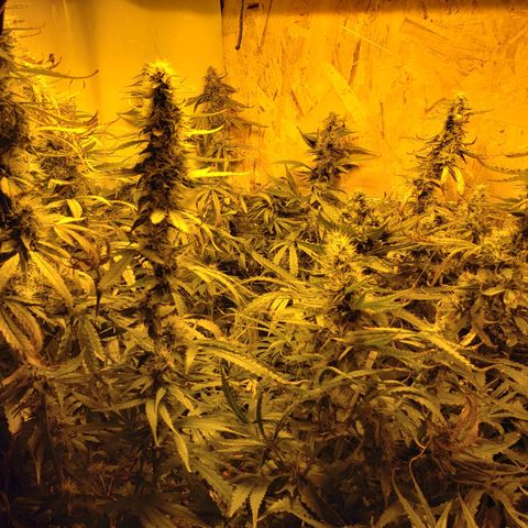 Berry AK growlog timeline photo