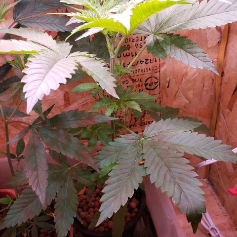 Berry AK growlog timeline photo