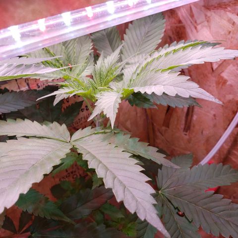 Berry AK growlog timeline photo