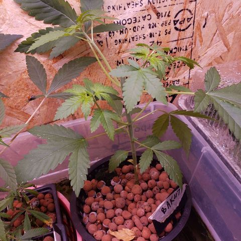 Berry AK growlog timeline photo