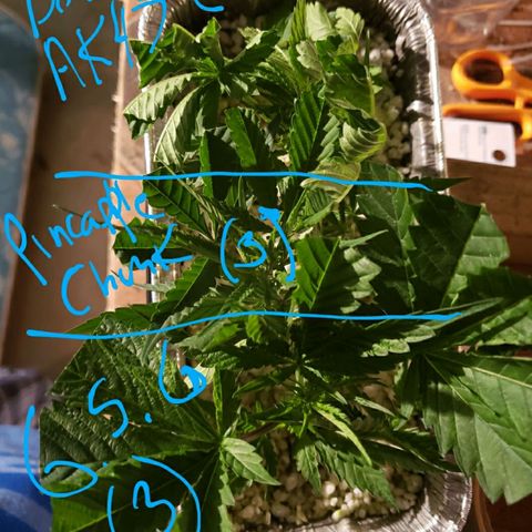 Berry AK growlog timeline photo
