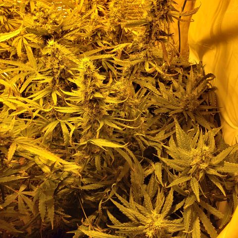 Berry AK growlog timeline photo