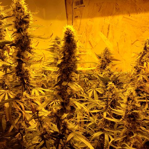 Berry AK growlog timeline photo