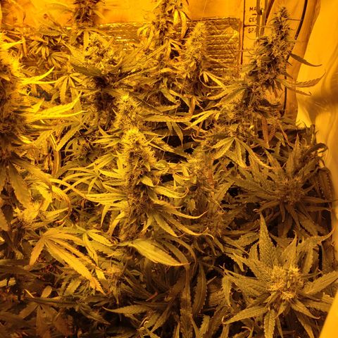 Berry AK growlog timeline photo
