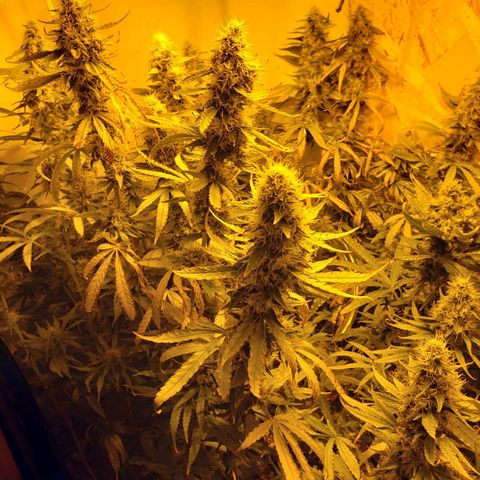 Berry AK growlog timeline photo