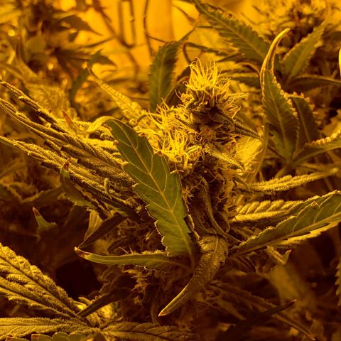 Berry AK growlog timeline photo