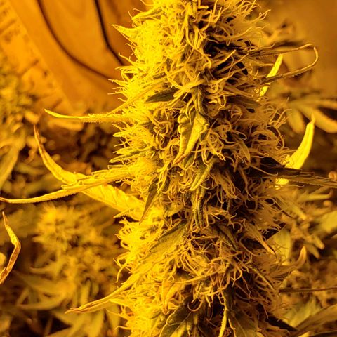 Berry AK growlog timeline photo