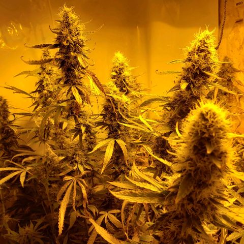 Berry AK growlog timeline photo