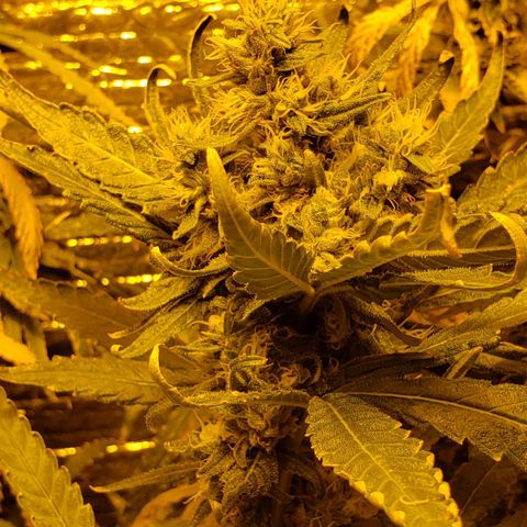 Berry AK growlog timeline photo