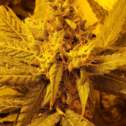 Berry AK growlog timeline photo