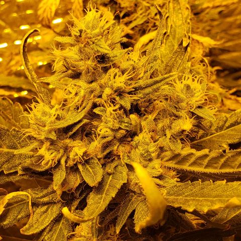 Berry AK growlog timeline photo