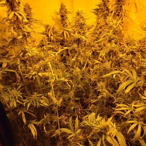 Berry AK growlog timeline photo