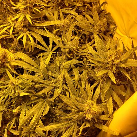 Berry AK growlog timeline photo