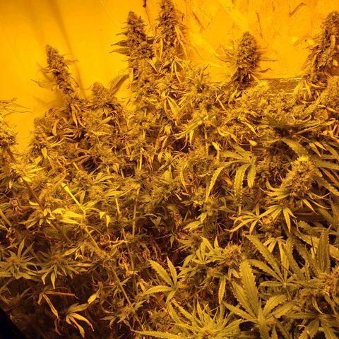 Berry AK growlog timeline photo