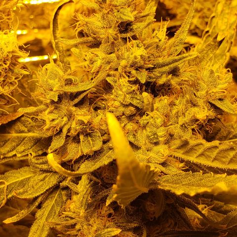 Berry AK growlog timeline photo