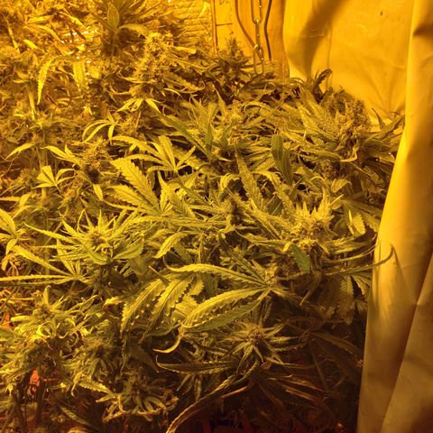 Berry AK growlog timeline photo