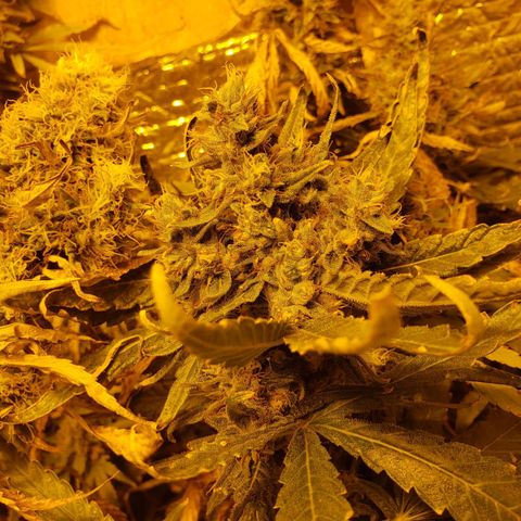 Berry AK growlog timeline photo