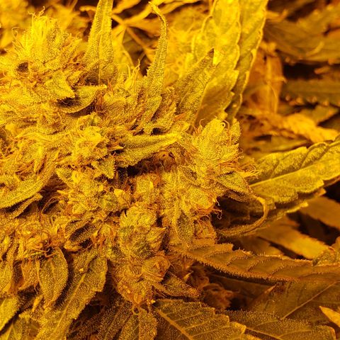 Berry AK growlog timeline photo