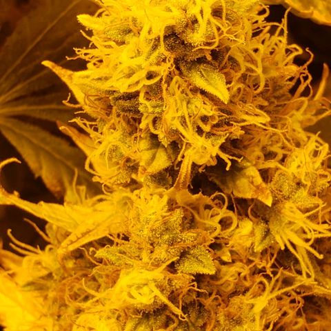 Berry AK growlog timeline photo