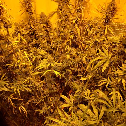 Berry AK growlog timeline photo